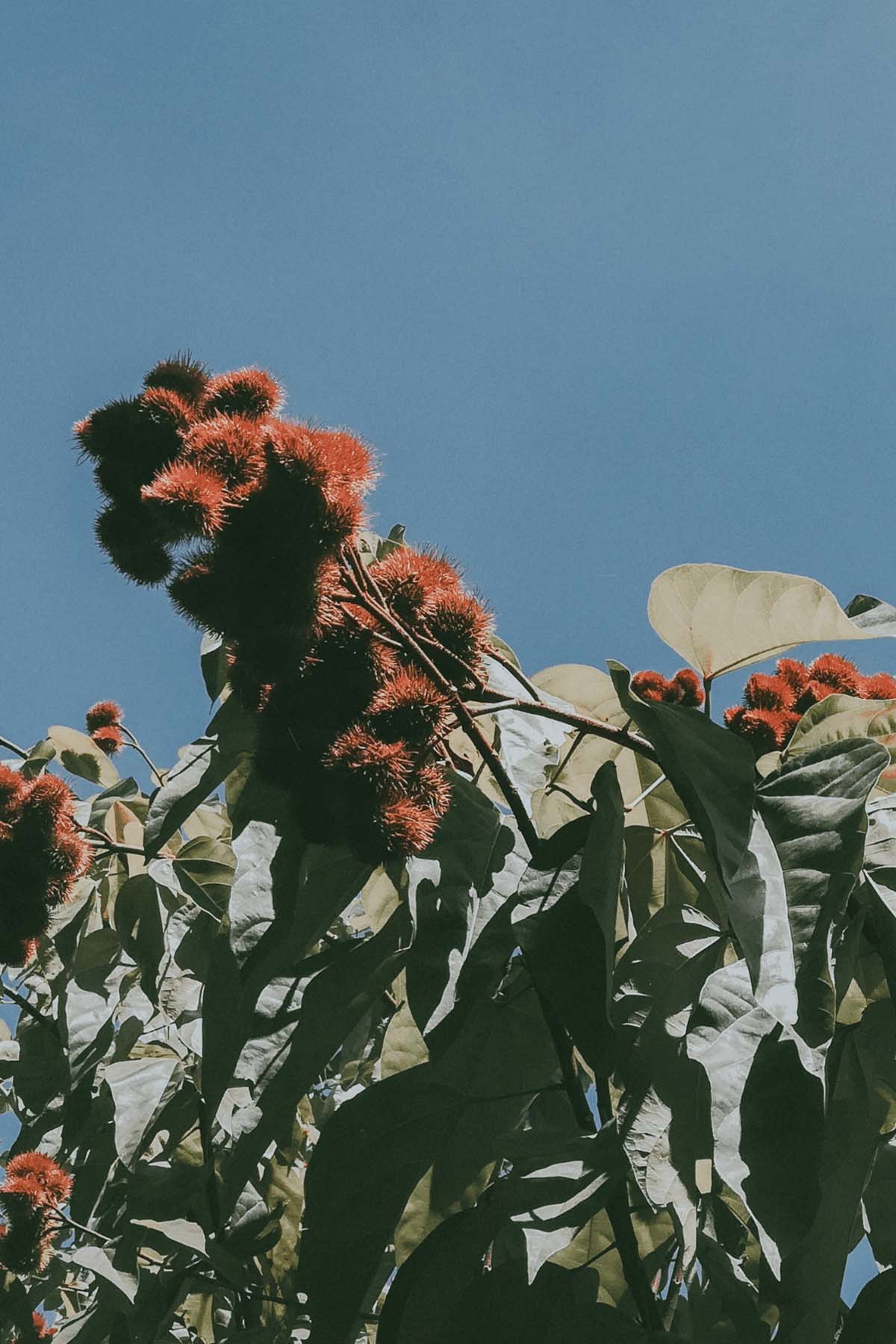 annatto plant with large green leaves and red spiky flowers.