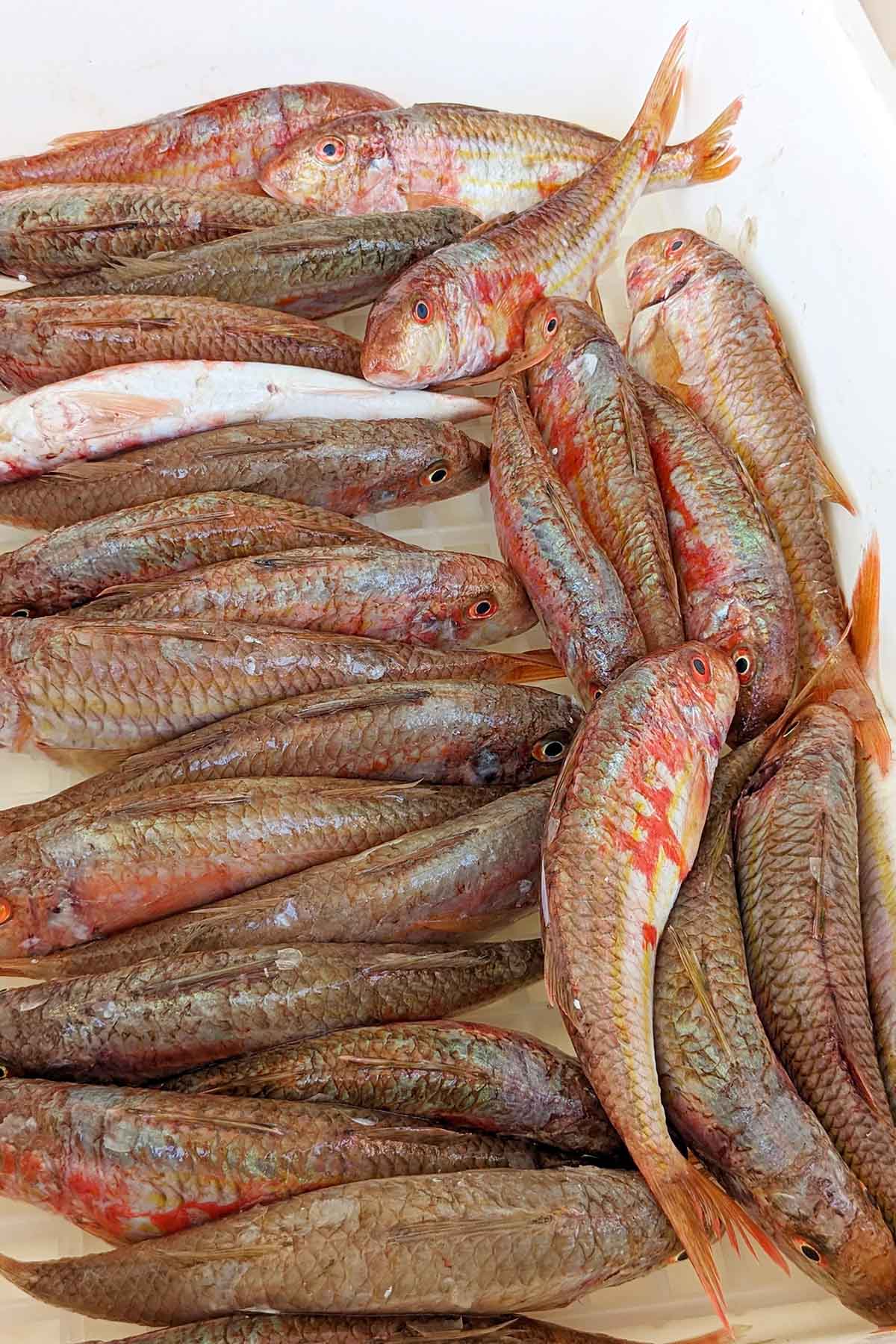 box of red mullet fish.