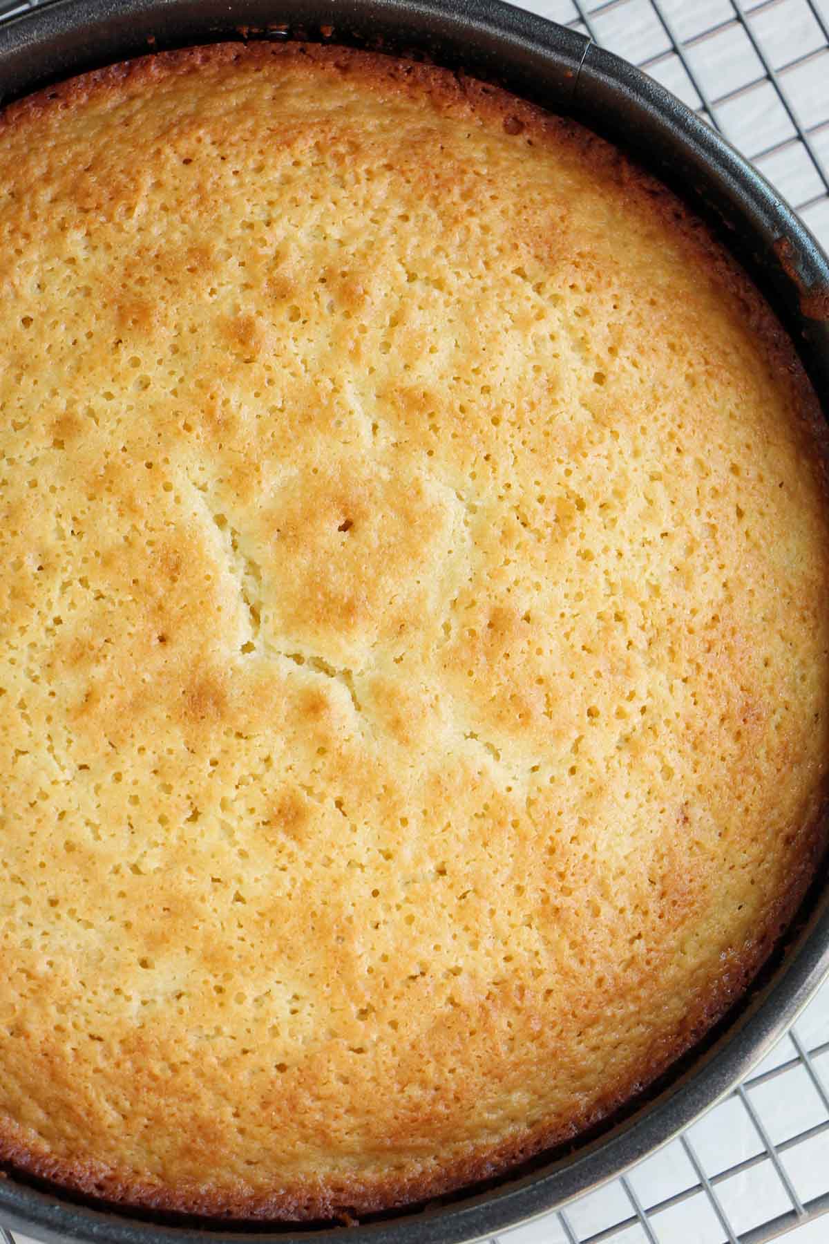 baked lemon olive oil cake in a springform pan.